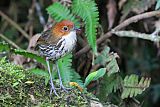 Chestnut-crowned Antpittaborder=